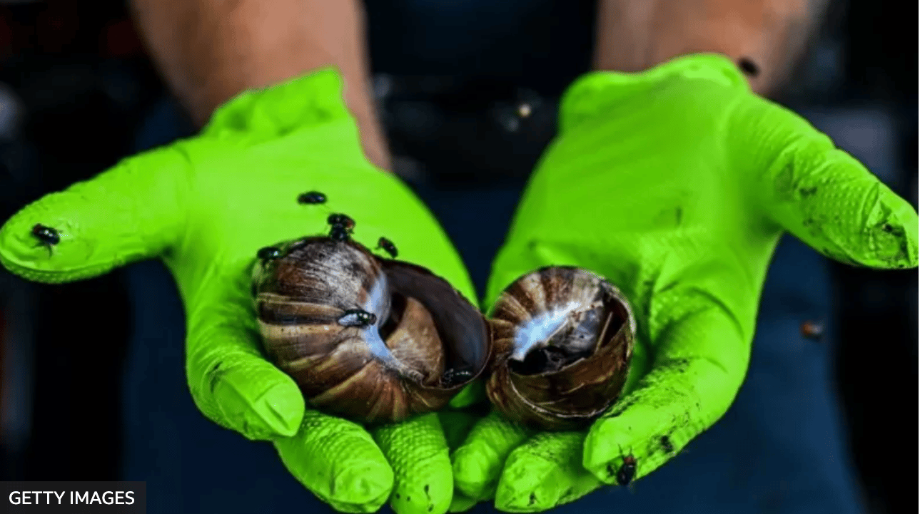 “No lo coma ni lo toque”: la advertencia en EE.UU. por la presencia de peligrosos caracoles gigantes africanos