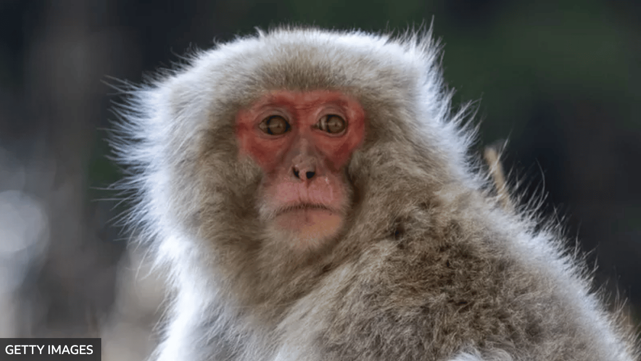 Japón: capturan y matan a miembro de la banda de monos que aterrorizó a un pueblo