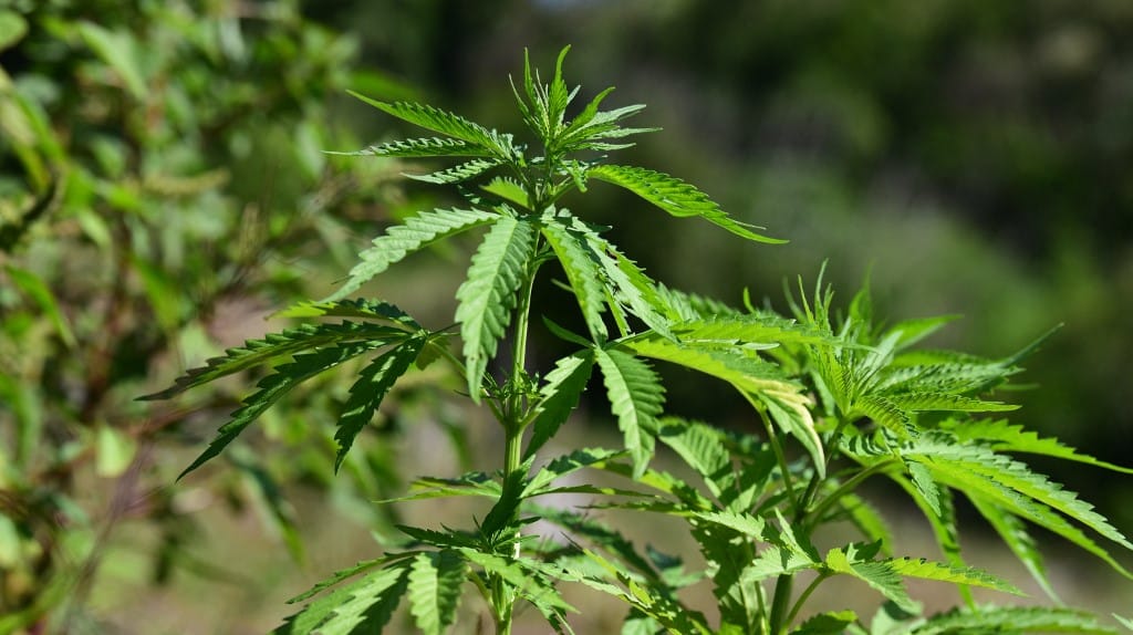 Chaves firmó reglamento sobre cannabis medicinal, pero documento aún no es público