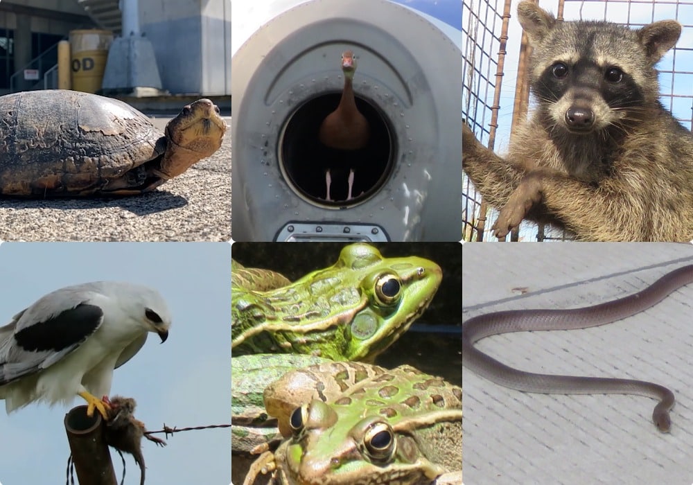 Aeris reporta 20 incidentes con animales silvestres cerca del Juan Santamaría en lo que va del año