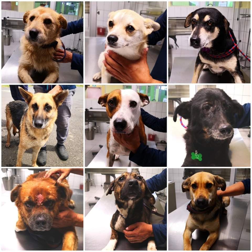 22 perritos abandonados en romería serán dados en adopción, sí no aparecen los dueños antes del fin semana