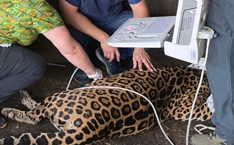 Rescatan en Alajuela a dos jaguares que estaban en cautiverio en finca ganadera