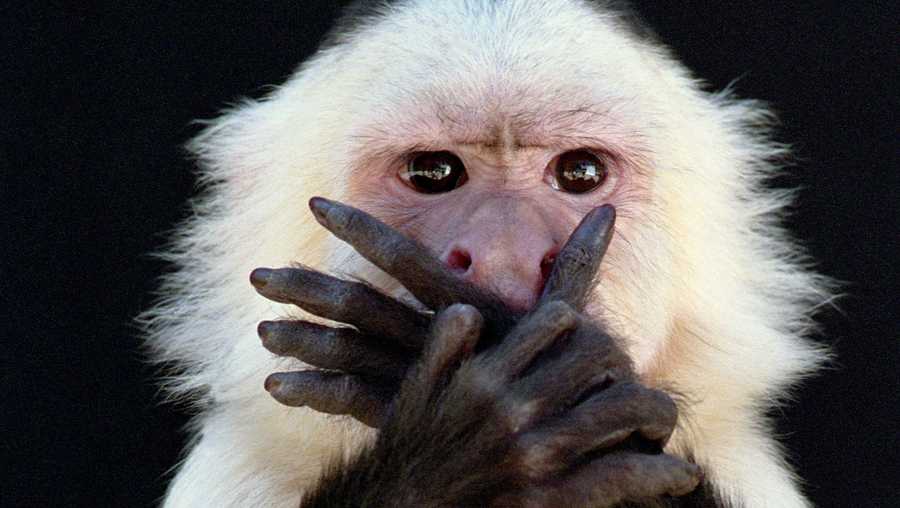 Llaman al 911 desde un zoológico y un mono es el principal sospechoso