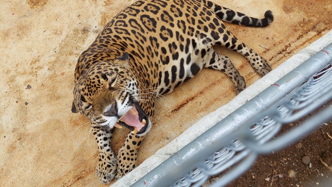 “Siempre hemos tenido permiso del Minae”, responden los “dueños” de los jaguares rescatados en Alajuela