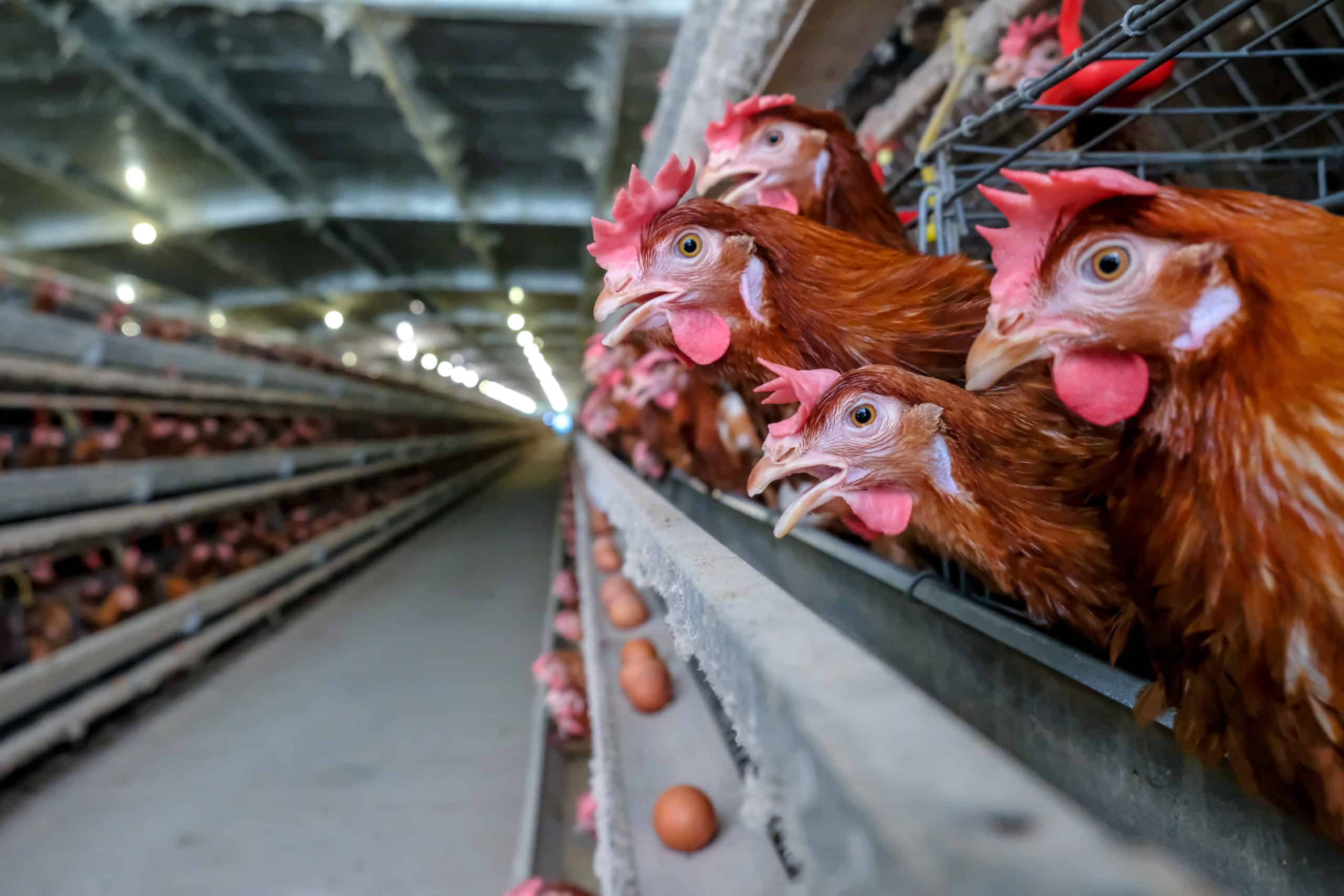 Ola de calor en China encarece los huevos porque las gallinas ponen menos