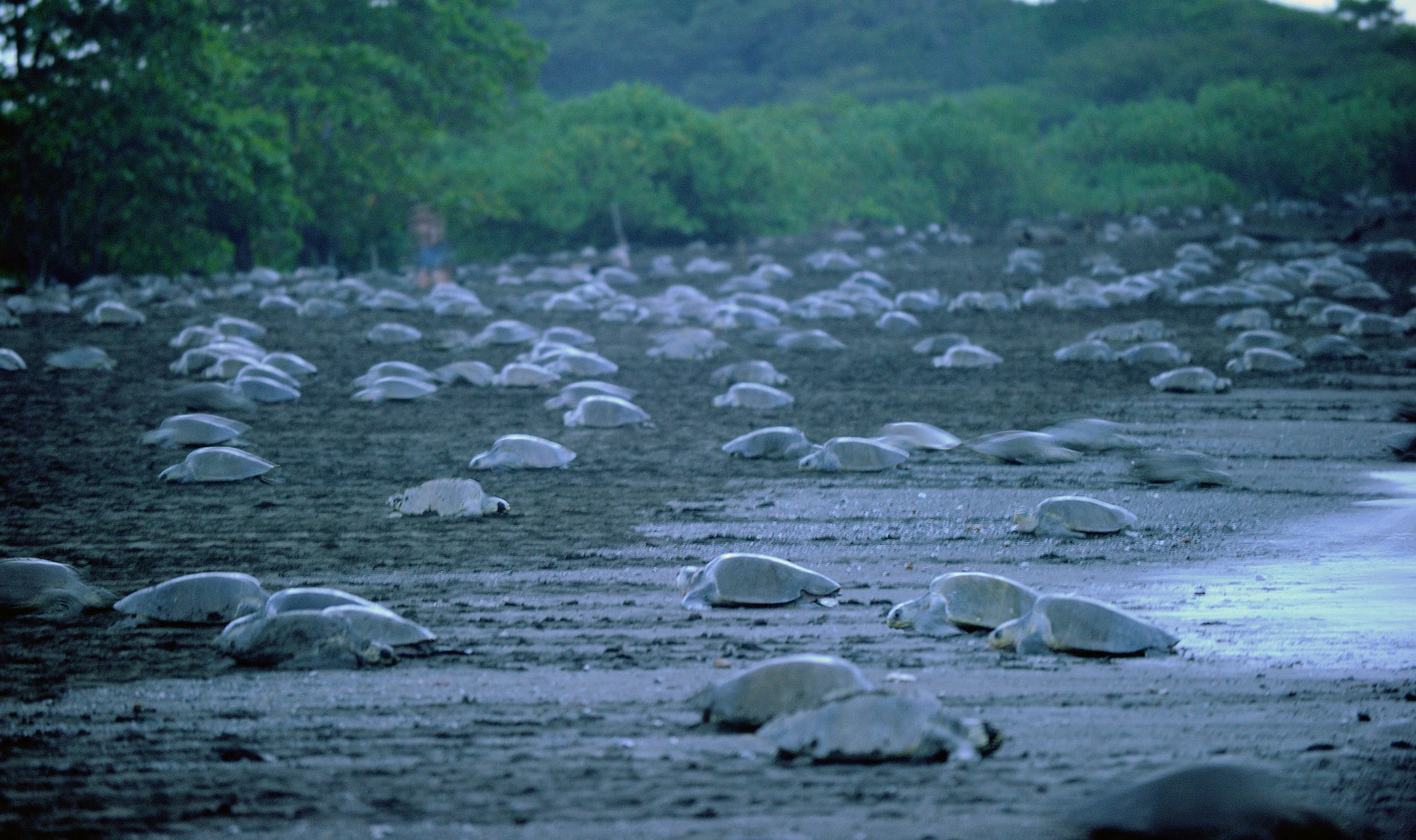 ¡Ostional espera más de 200.000 tortugas! Arribada de noviembre ya comenzó