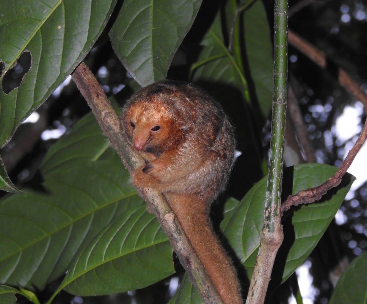 Oso hormiguero más pequeño del mundo y en peligro de extinción es visto en bosque al norte de Costa Rica