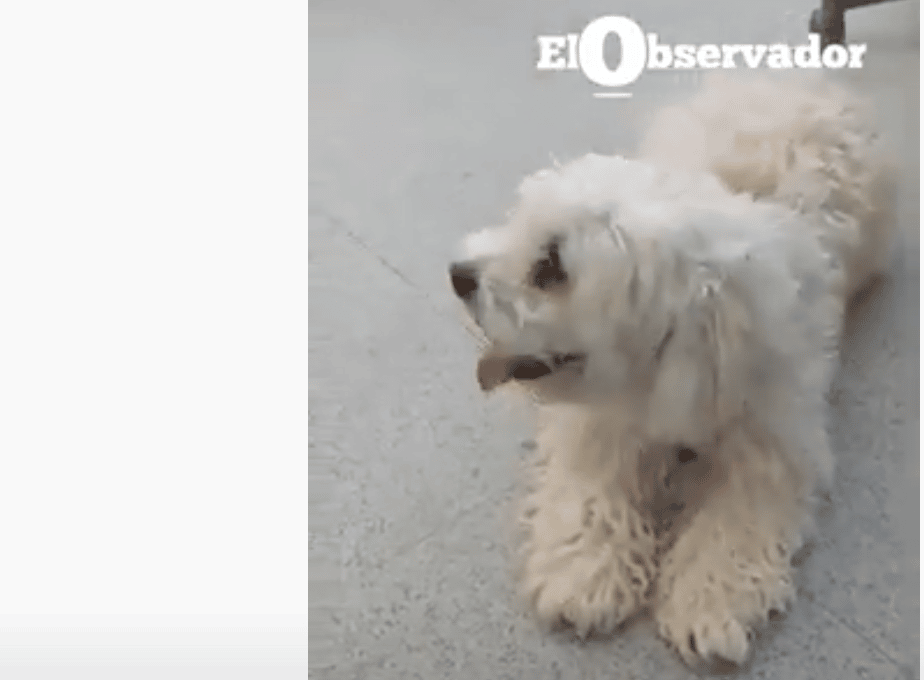 Luno cumple 6 meses encerrado en perrera de Madrid; dueña no descansa en lograr liberación de mascota