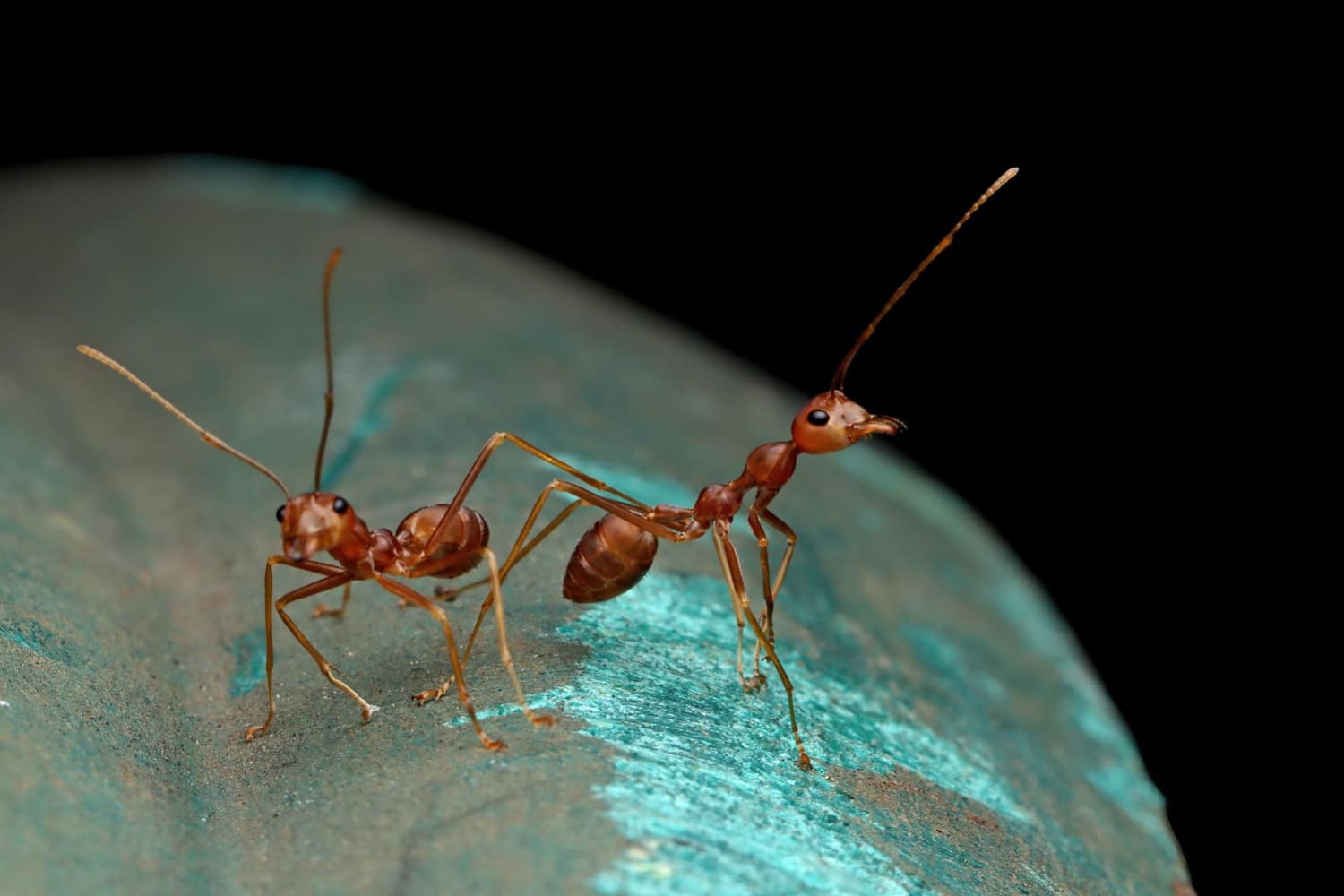 Hay al menos 20.000 billones de hormigas en la Tierra, según estudio