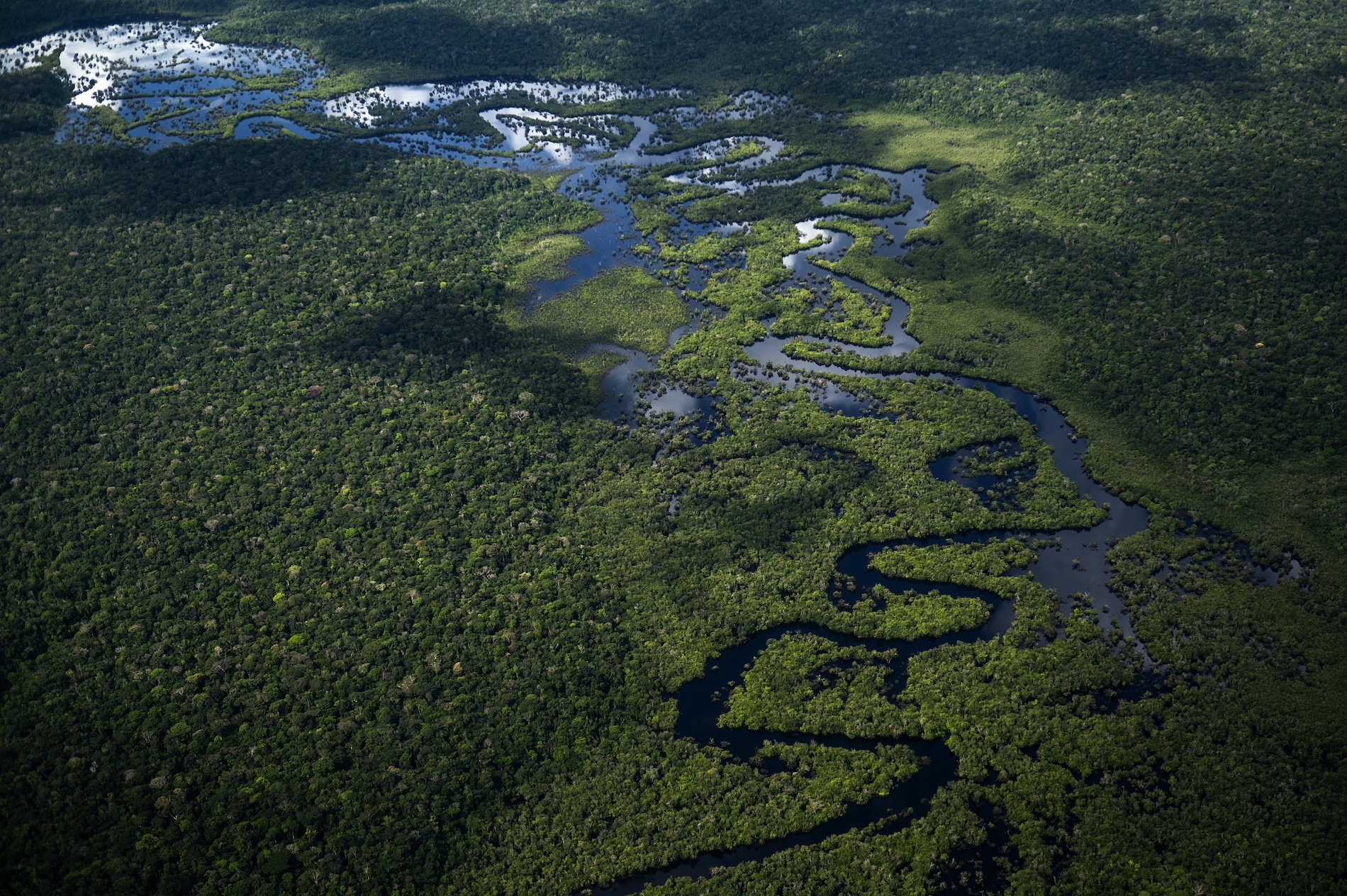 Científicos logran dar con el árbol más alto de la Amazonía, que mide el equivalente a una torre de 25 pisos