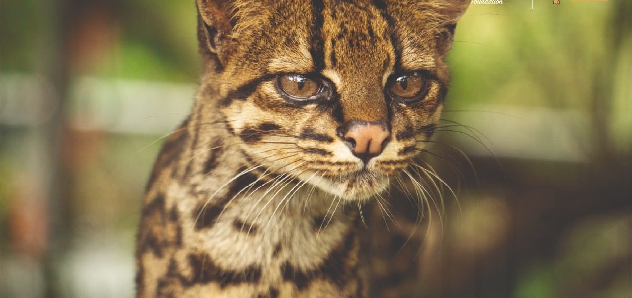 Costa Rica a las puertas de registrar una nueva especie de “tigrillo”