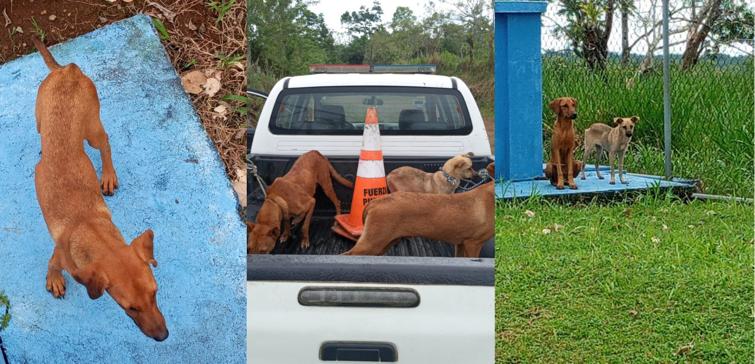 Policía rescata a tres perritos que sujetos dejaron amarrados cerca de tanque de agua
