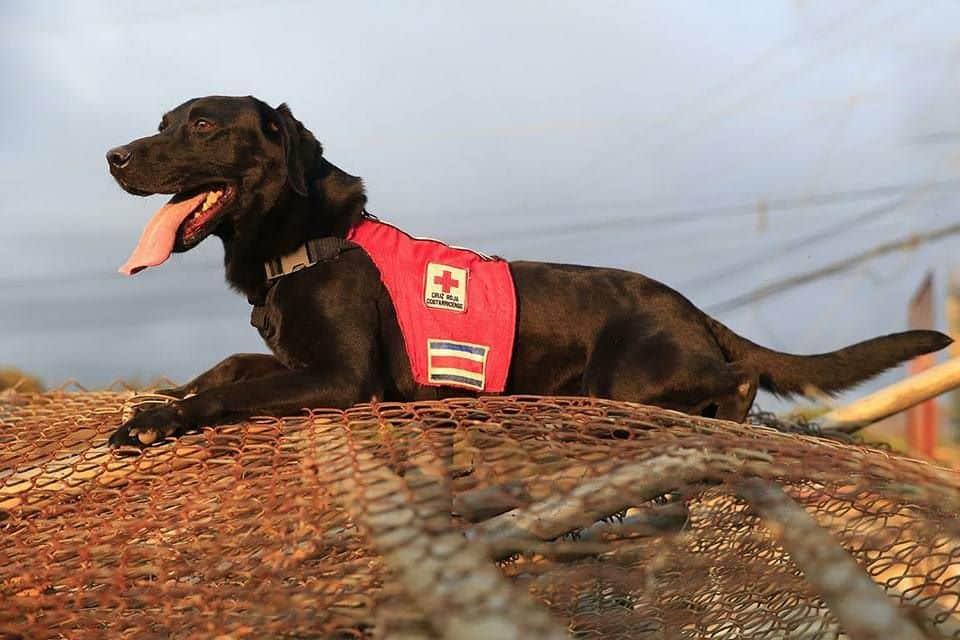 Fallece Kurt, perro voluntario de la Unidad Canina de la Cruz Roja Costarricense