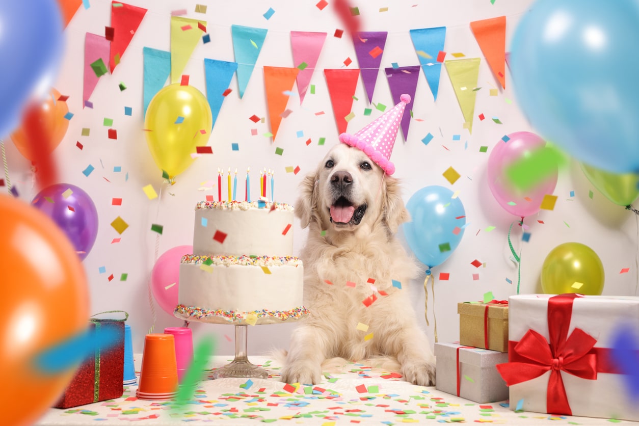 ¡Un cumpleaños guau! Oferta comercial para celebraciones de mascotas toma auge en Costa Rica