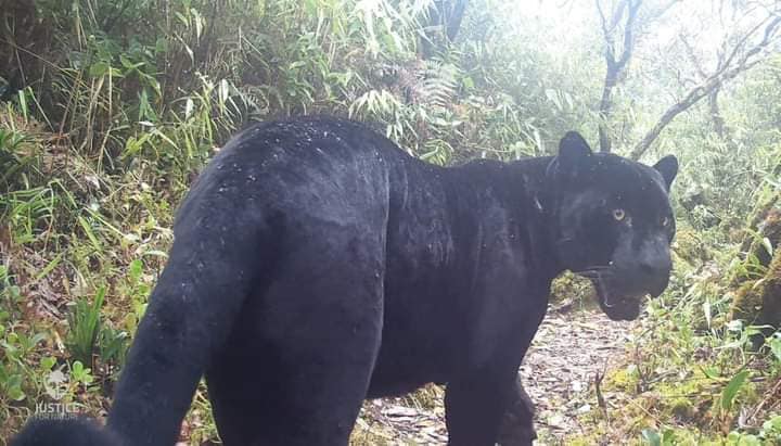 Impresionante jaguar negro fue registrado por cámaras en las montañas de Talamanca