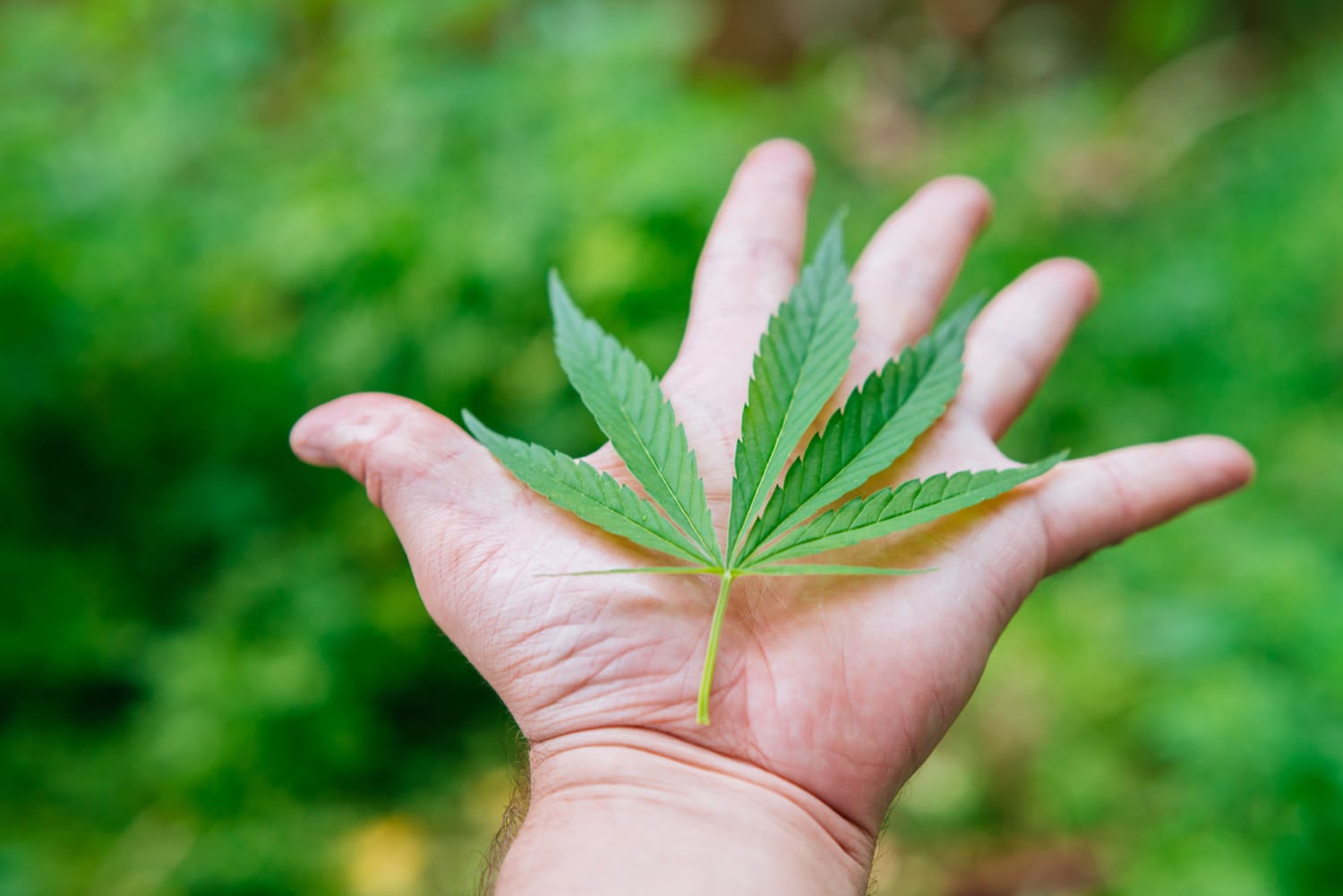 Diputados quieren cambiar el nombre a proyecto de marihuana recreativa para que se llame marihuana de “uso adulto”