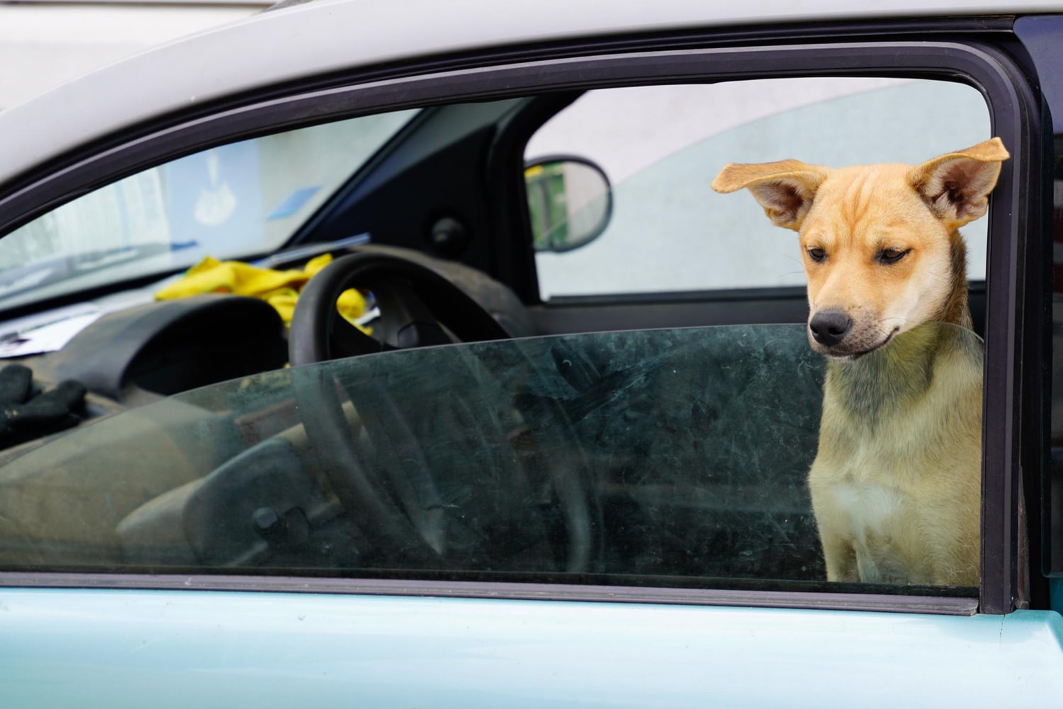Estas son las reglas oficiales para viajar con sus mascotas en el carro