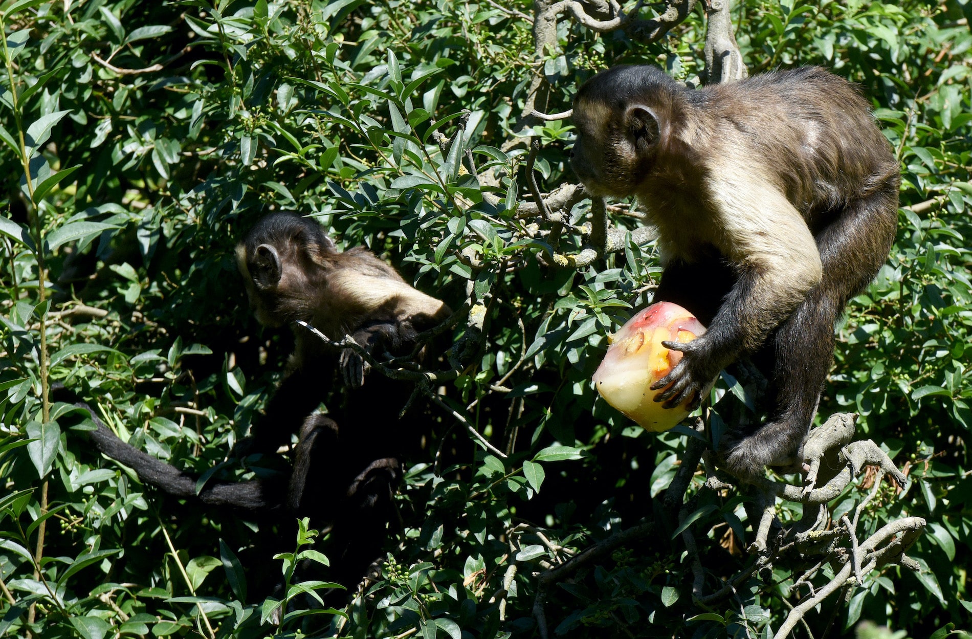 Controvertido estudio de Harvard con monos reaviva el debate sobre las pruebas con animales