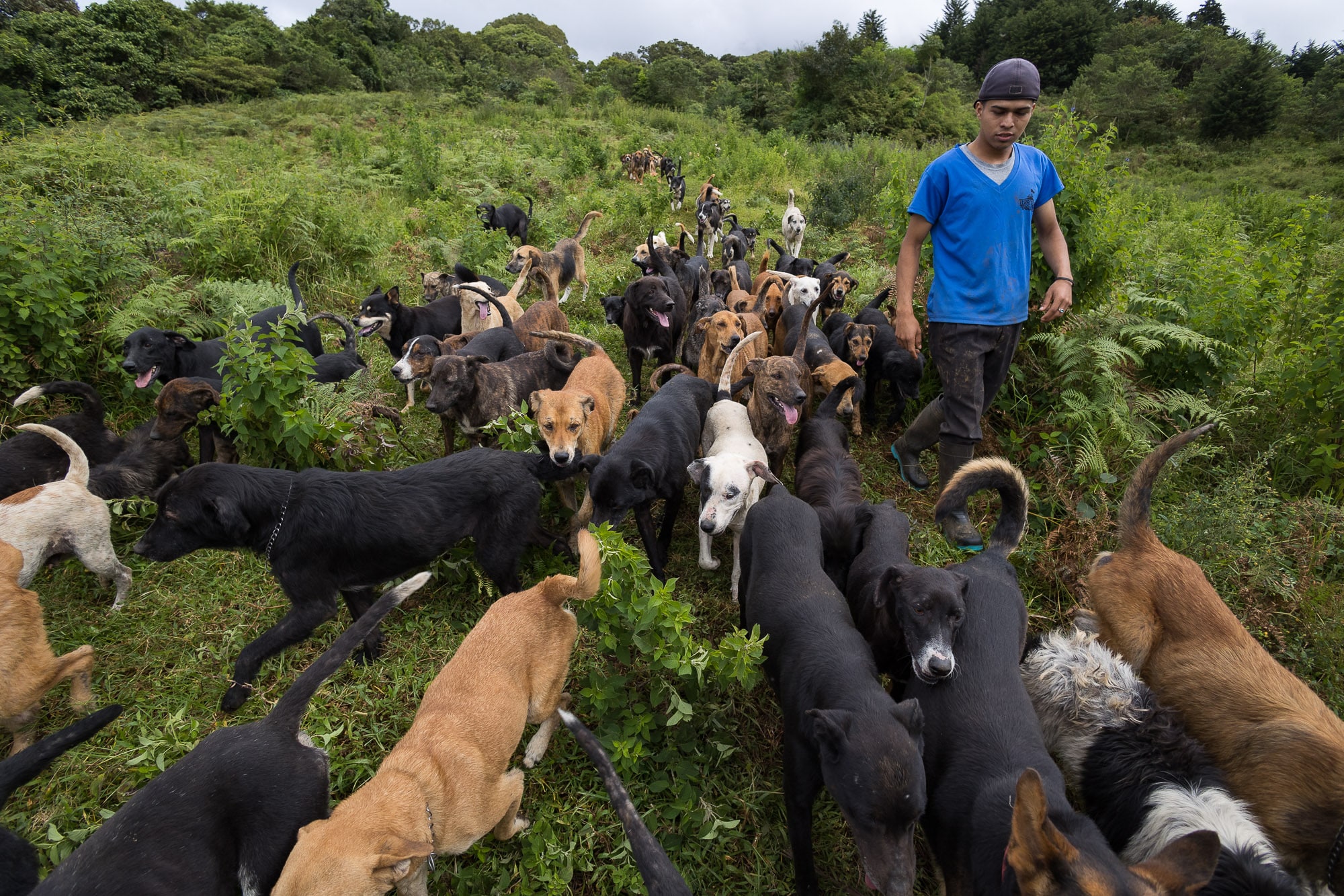 “Zaguatón Navideño”: una oportunidad para donar alimento o adoptar a un perrito de Territorio de Zaguates