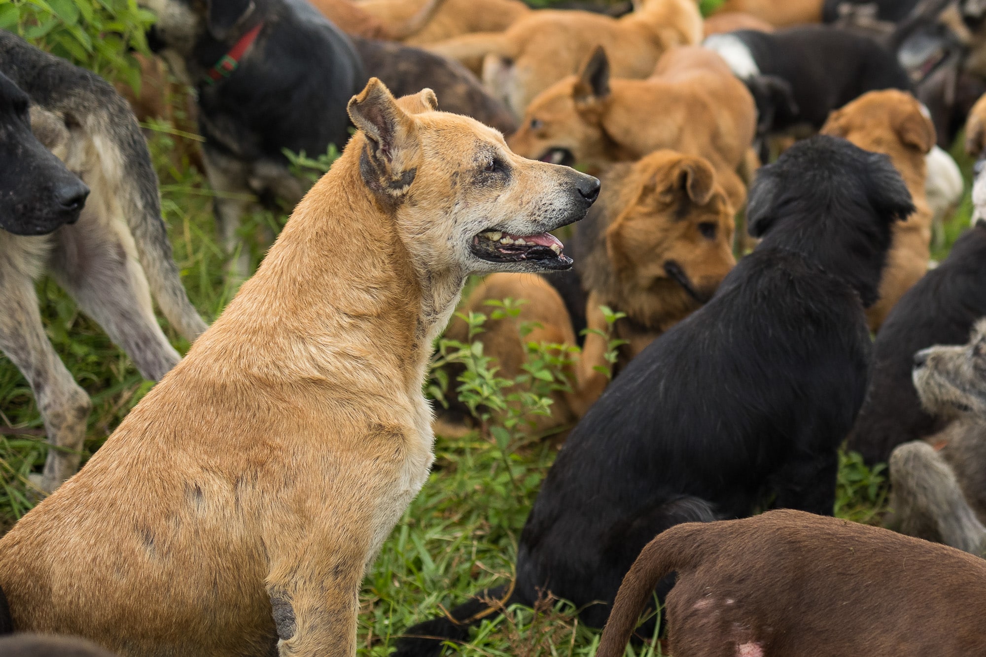 Territorio de Zaguates perros adopción mascotas