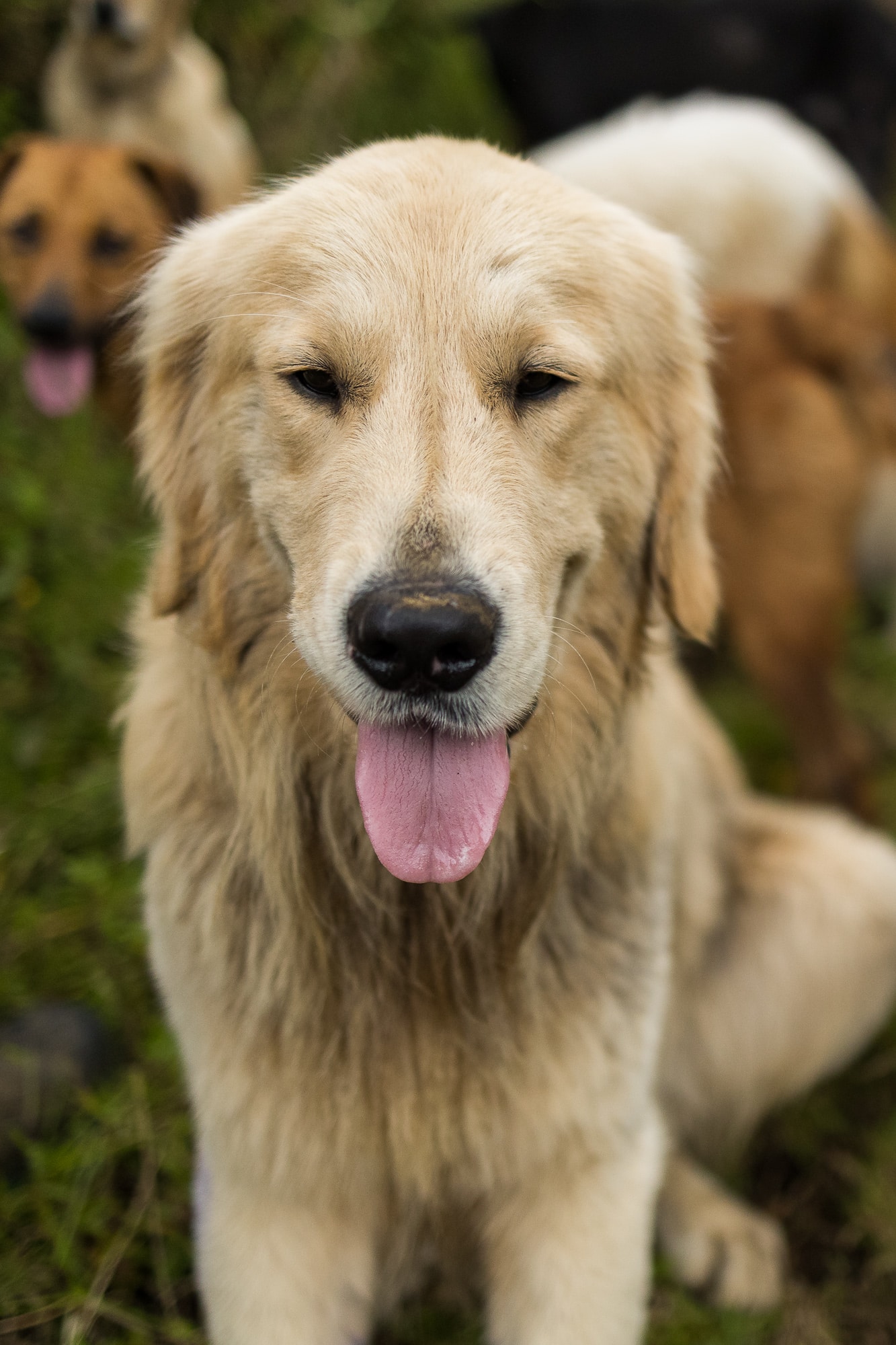 Territorio de Zaguates perros adopción mascotas
