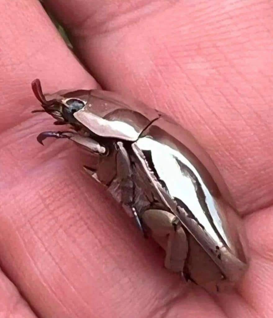 Escarabajo cromado poco común fue encontrado en Costa Rica