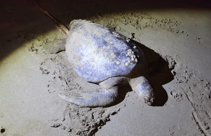 Dos historias muestran riesgo que viven tortugas en Costa Rica: policía aumenta protección marina y terrestre para animales