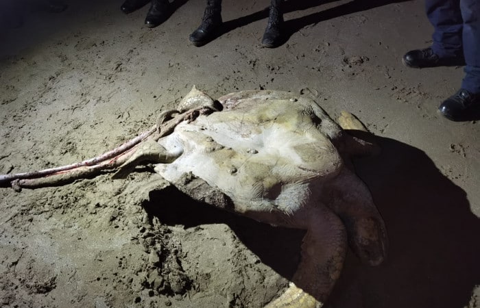 Hieren mortalmente a tortuga negra para sacarle huevos en playa de La Cruz, Guanacaste