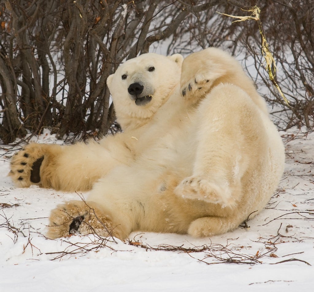 Nuevo estudio en Canadá suena las alarmas sobre la población de osos polares