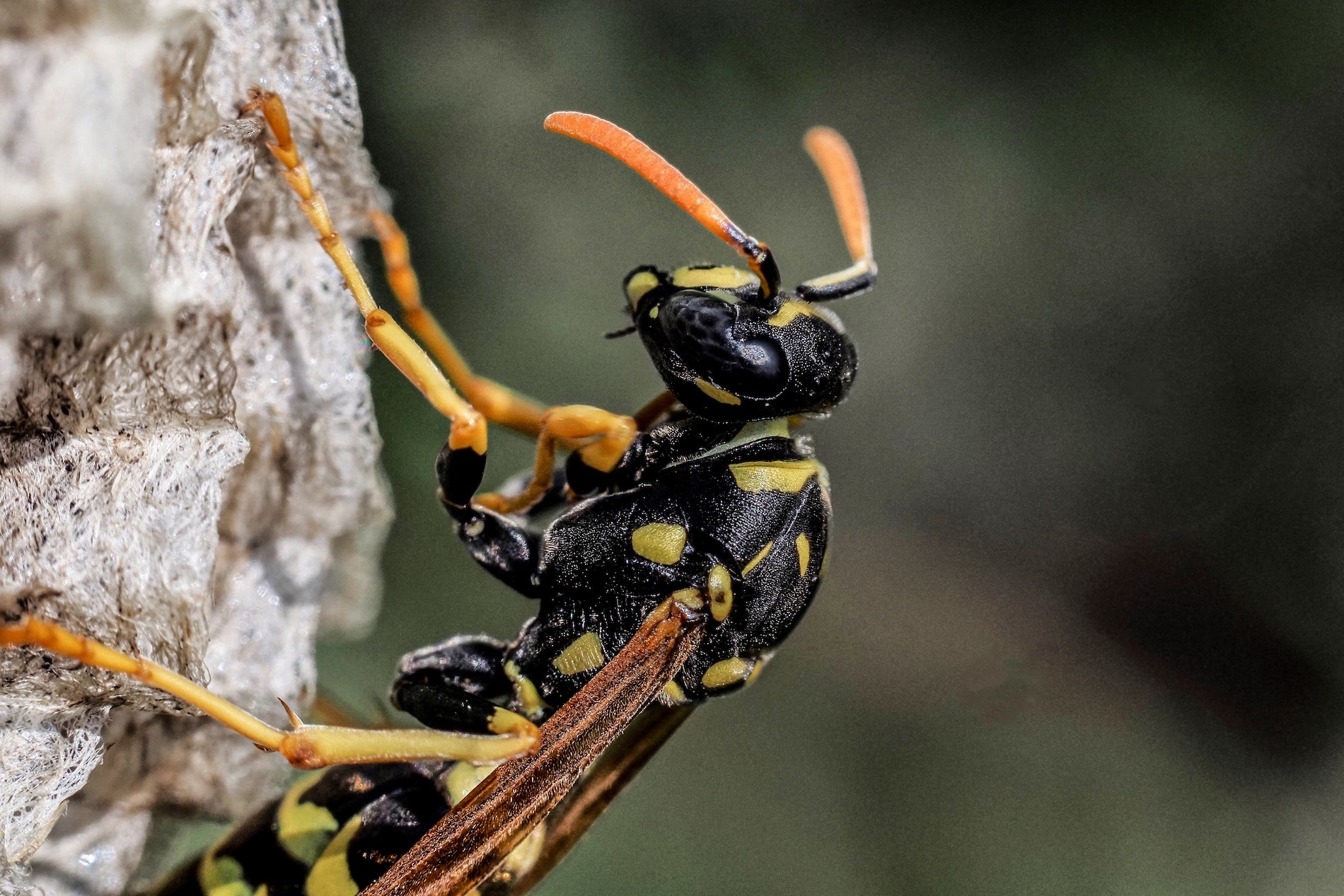 Las avispas macho emplean su pene como aguijón, según un estudio japonés
