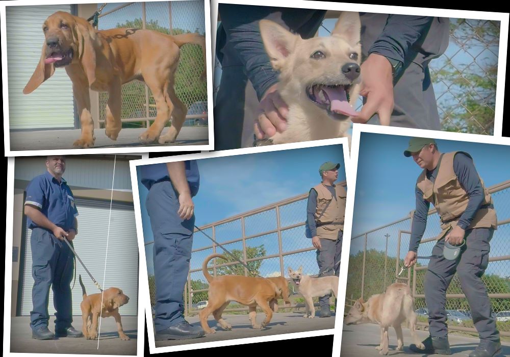 Veinticuatro perros conforman la Unidad Canina del OIJ: su misión es buscar sangre, semen, restos humanos y drogas