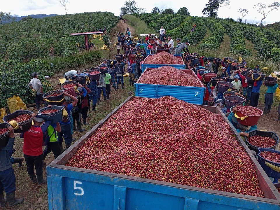 Más de 4.000 recolectores de café están asegurados con la CCSS; cualquier nacionalidad tiene acceso a beneficio