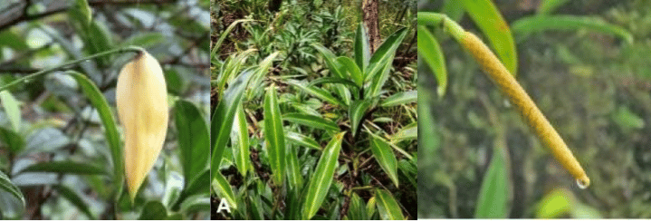 Guardaparques encuentra nueva planta nativa de la Isla del Coco