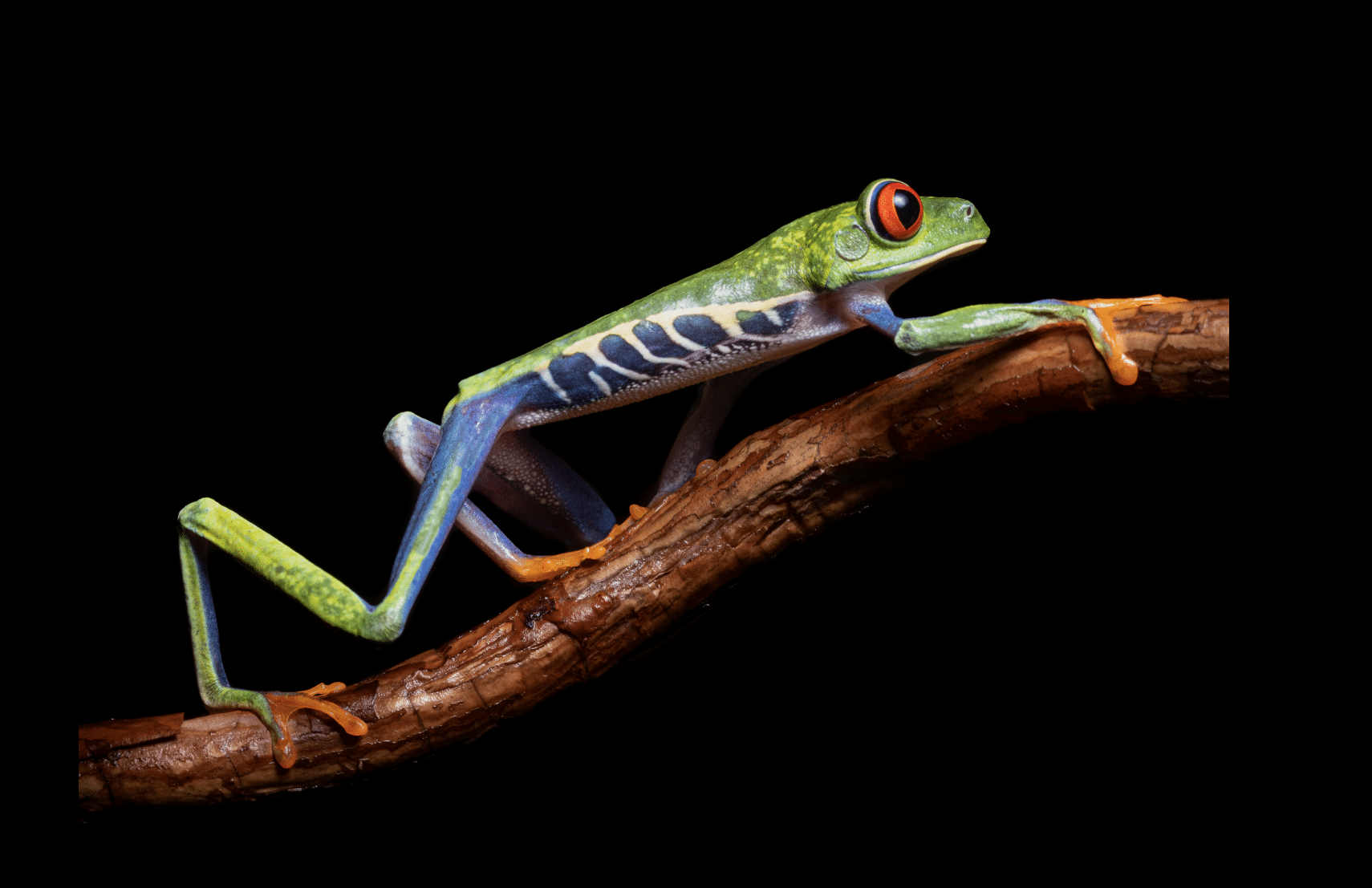 Foto de una rana de ojos rojos tomada en Costa Rica recibe reconocimiento en concurso mundial