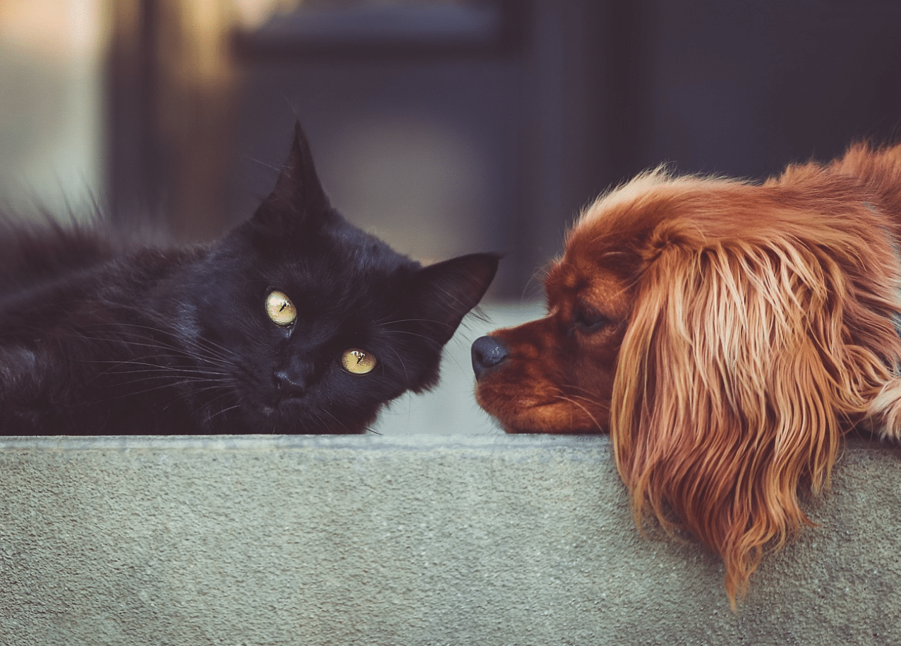 ¿Los perros y gatos pueden ser celosos? Esto dice la ciencia sobre ciertas conductas animales