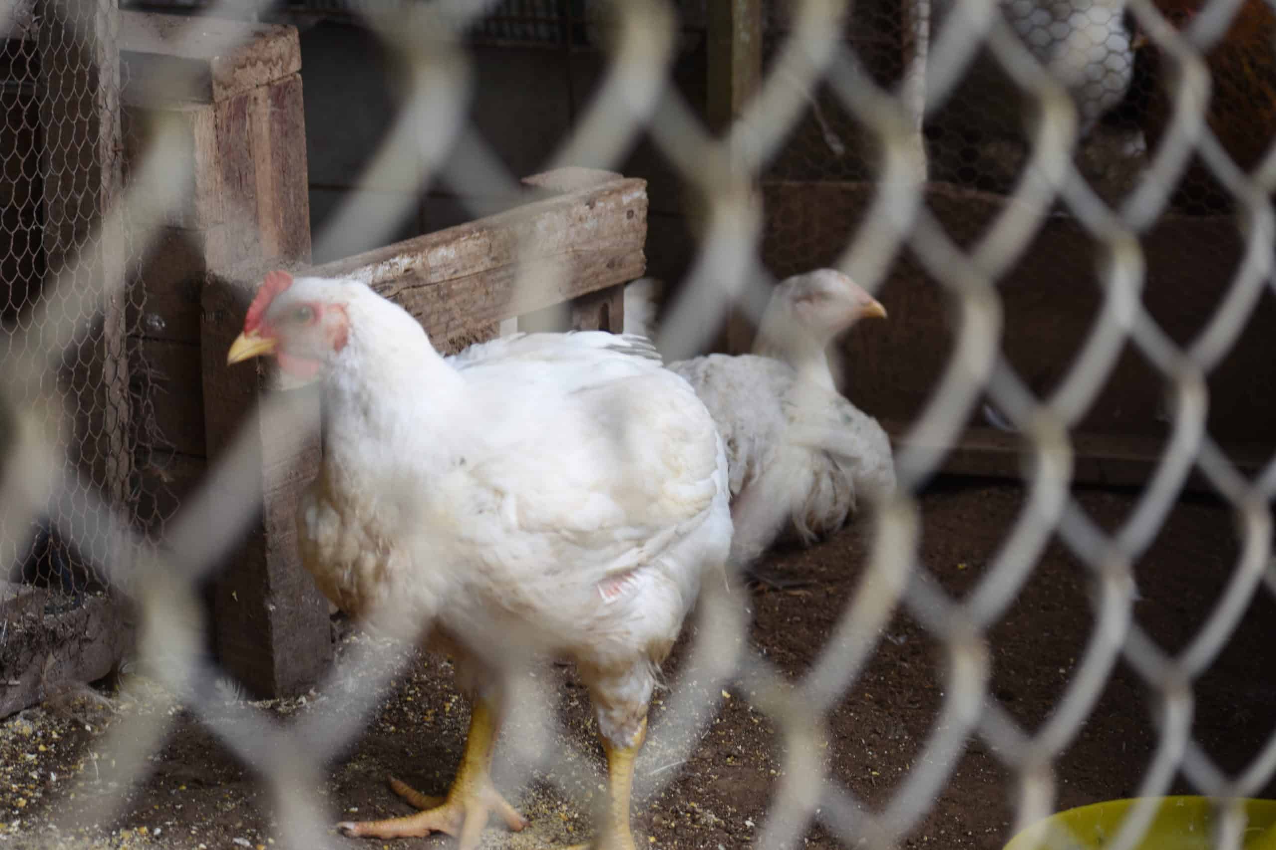 ¿Por qué las familias que tienen gallinas en el patio son clave para atacar la influenza aviar en Costa Rica?