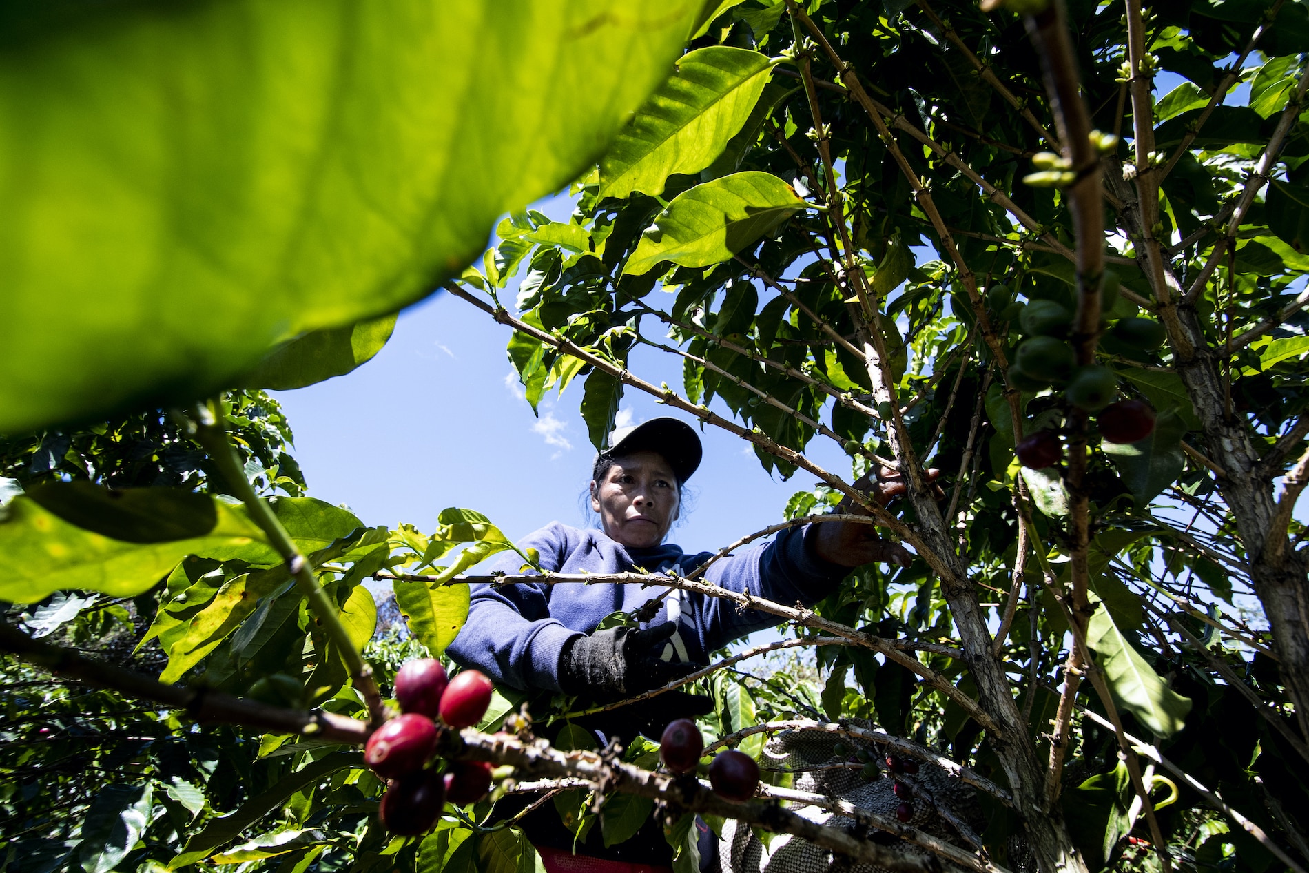 La migración hacia EE.UU. golpea la cosecha de café en Costa Rica y el resto de Centroamérica