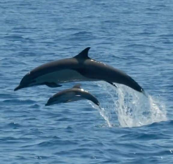 National Geographic publica video de delfín y su cría captados en aguas de Costa Rica
