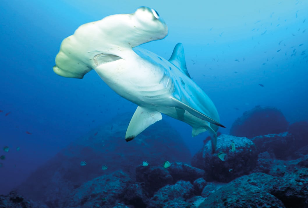 Costa Rica prohíbe la pesca del tiburón martillo