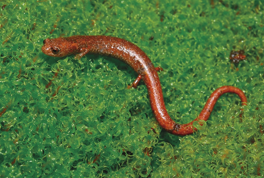 Costa Rica descubrió 5 nuevas especies de salamandra durante últimos 4 años