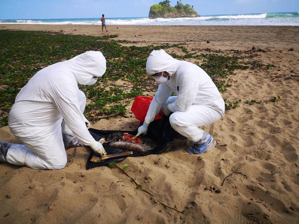 Senasa detecta nuevos focos de influenza aviar en Parrita, Puntarenas y Limón