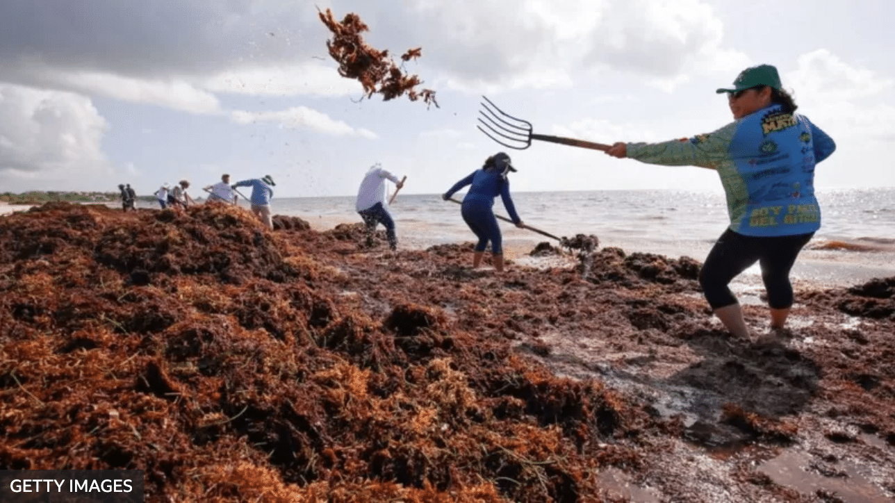 La masa de algas de casi 9.000 km de largo que avanza hacia el Caribe