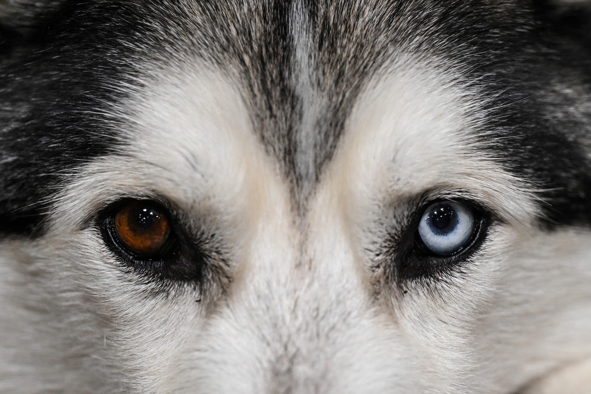 Los perros identifican a quienes tienen malas intenciones o tratos… y nunca olvidan sus caras, revelan estudios