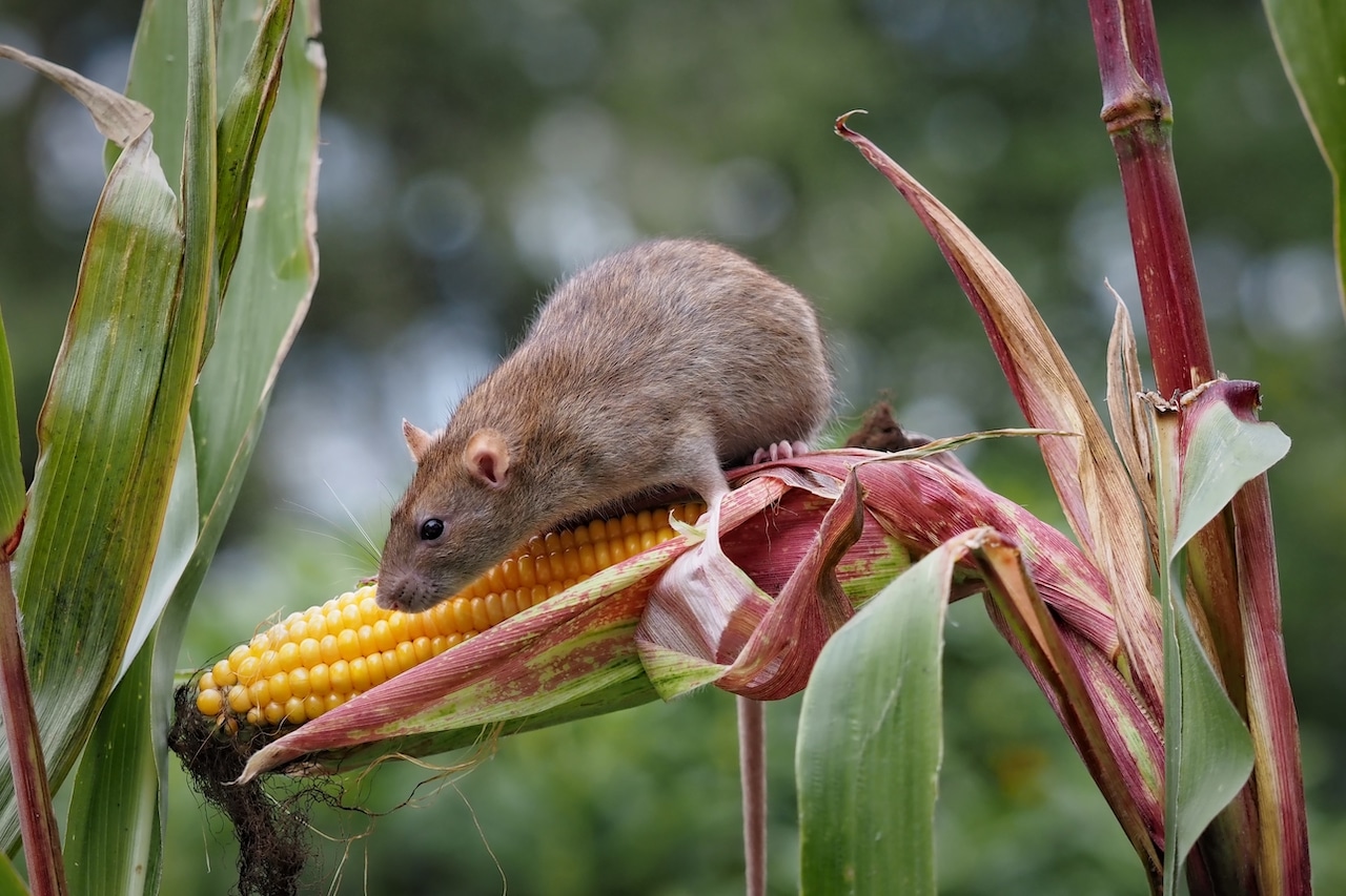 Aumentan ratas de campo en regiones Chorotega y Pacífico Central, alerta el MAG