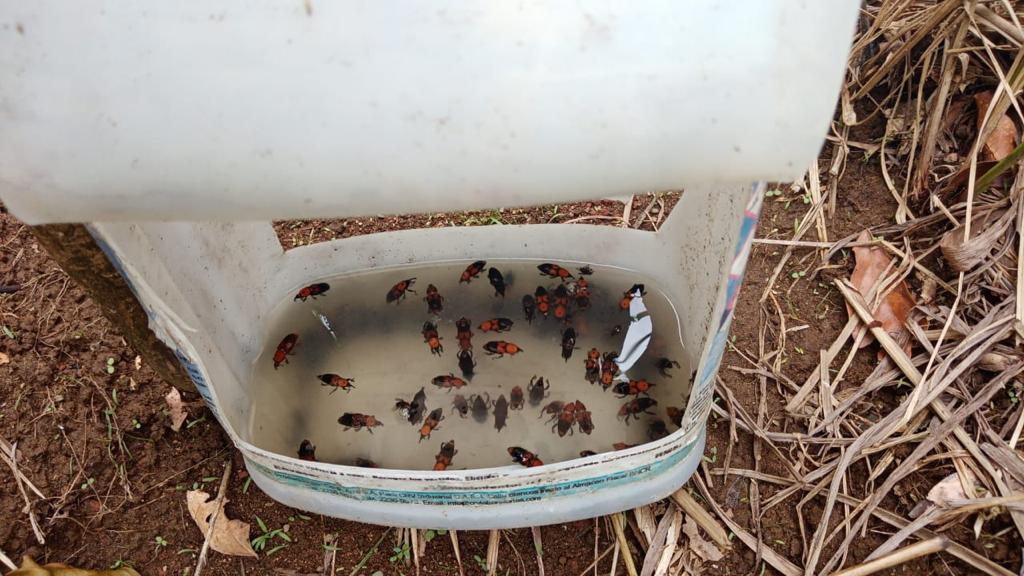 Detectan alta incidencia de escarabajo que daña los cultivos de piña en la región Huetar Norte
