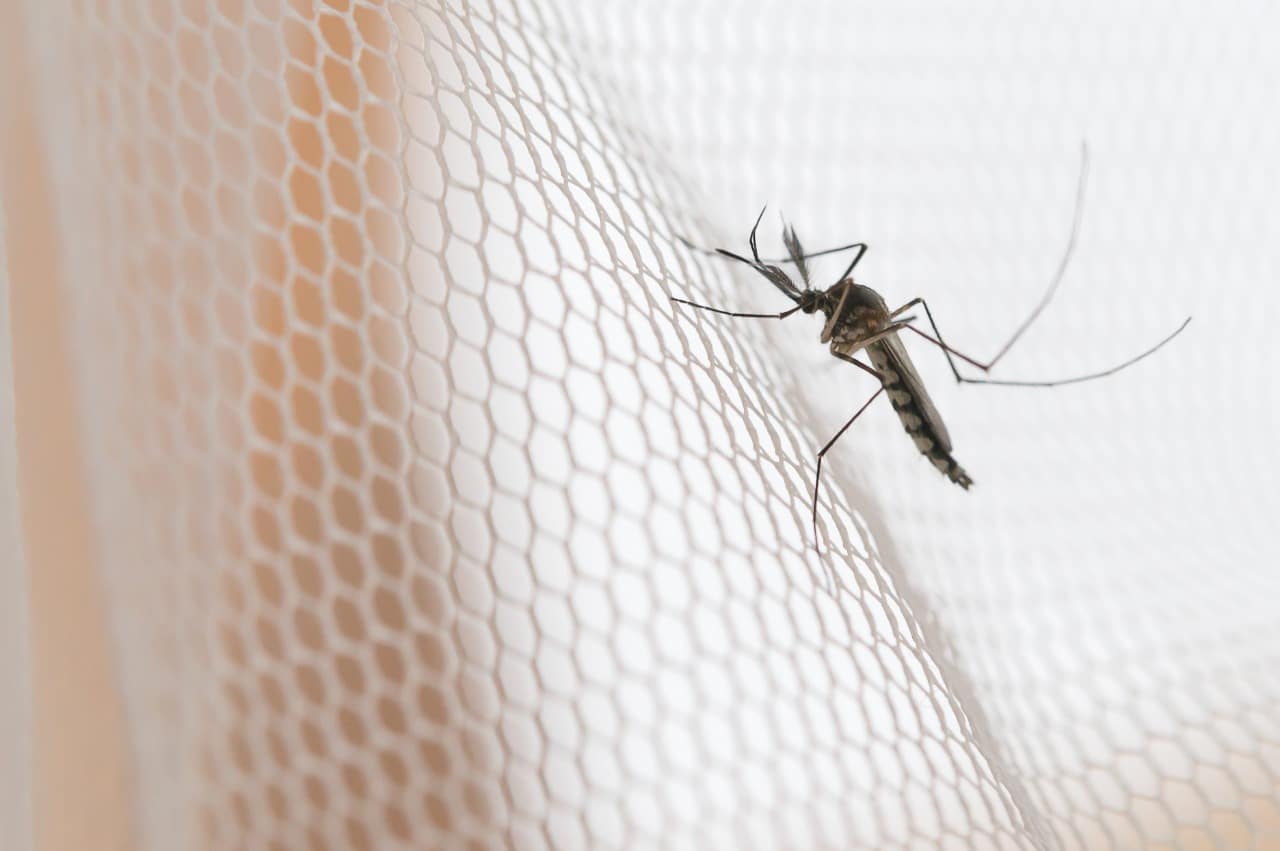 13 personas han sido hospitalizadas este año a causa del dengue; ocho son menores de edad