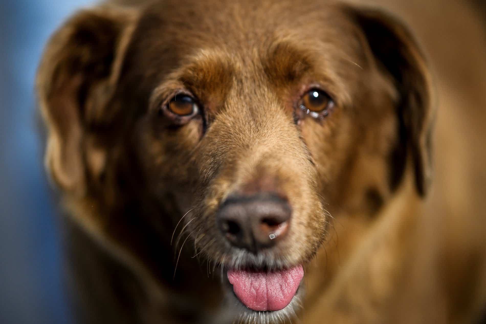 Bobi, de 30 años, es designado el perro más longevo del mundo
