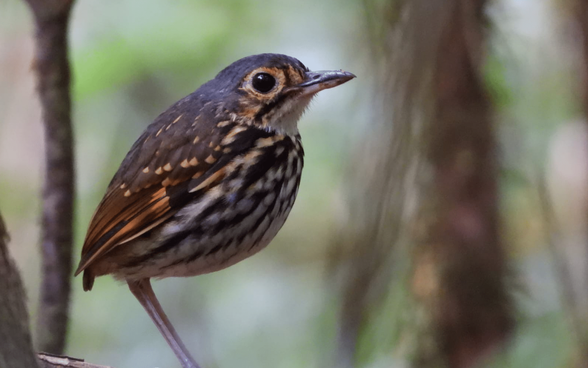 Estudio de avistamiento de aves revela presencia de 304 especies en terrenos de Fresh Del Monte