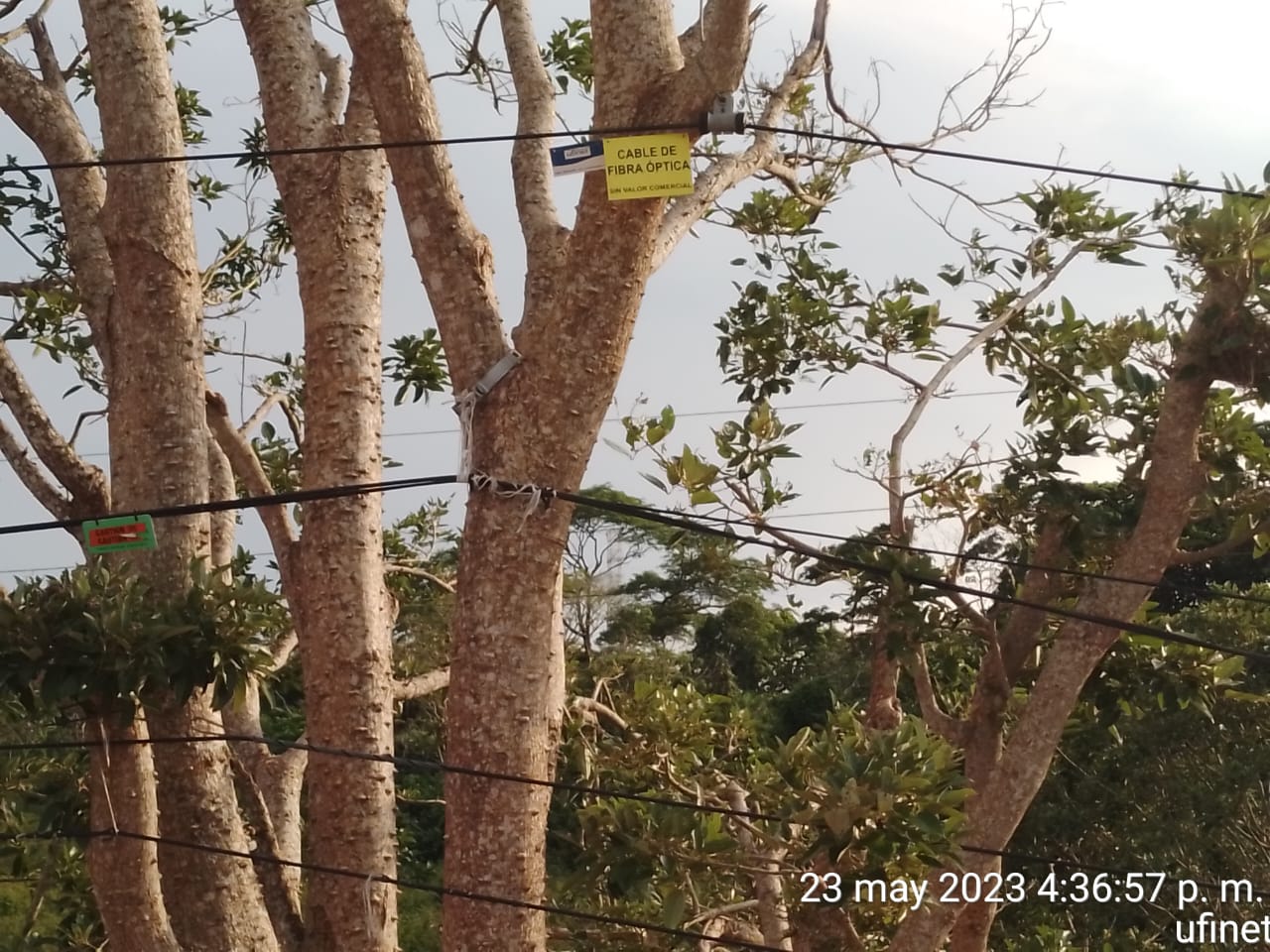 Cables en árboles: atrasos en ruta Barranca-Limonal pueden provocar cortes de Internet, advierte cámara