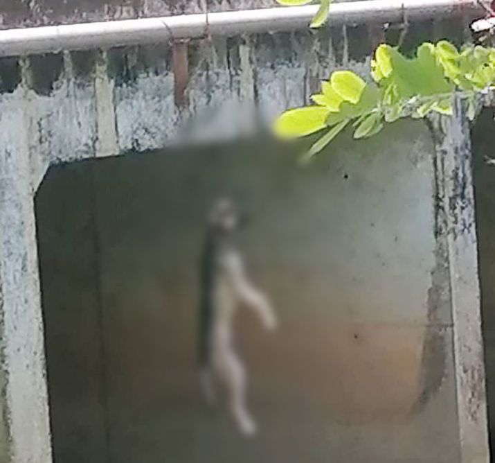 OIJ investiga caso de perro que apareció ahorcado en un puente en Quepos